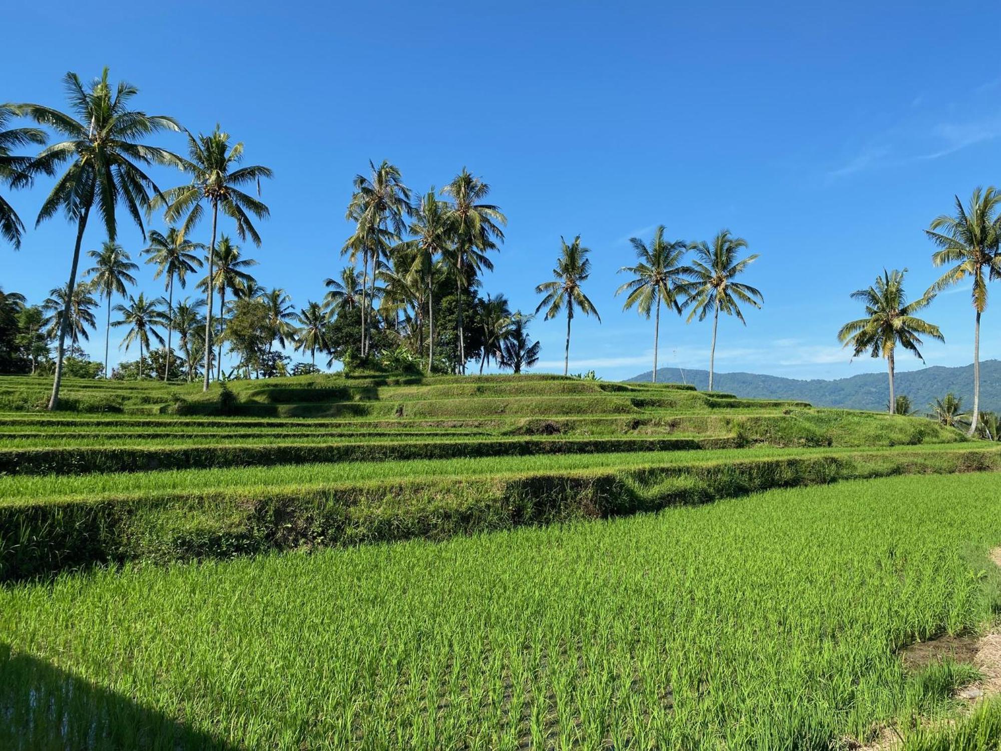 Mayong Bali Villa And Hostel Munduk  Luaran gambar